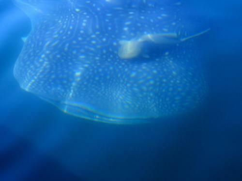 Hostal Hillside Inn Sirocco