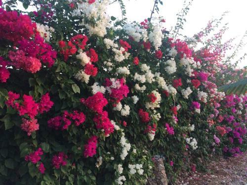 Bed & Breakfast Sibil Nyumba Oasis
