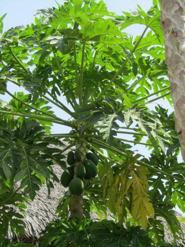 Bed & Breakfast Sibil Nyumba Oasis