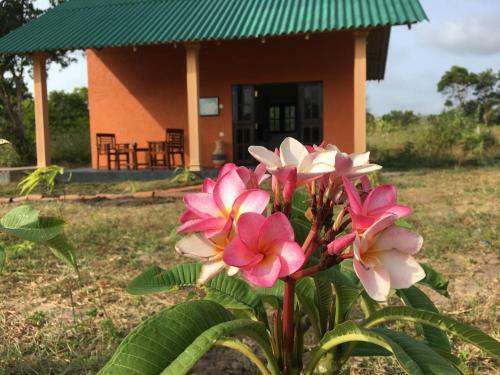 Bed & Breakfast Araliyainn Wilpaththu