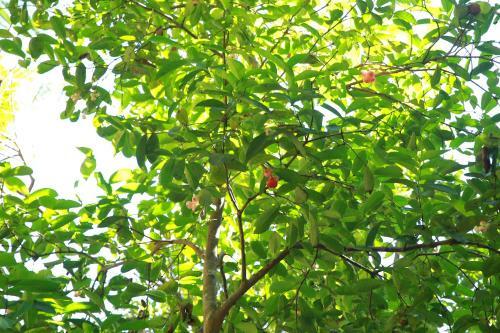 Bed & Breakfast Limecabanas-srilanka