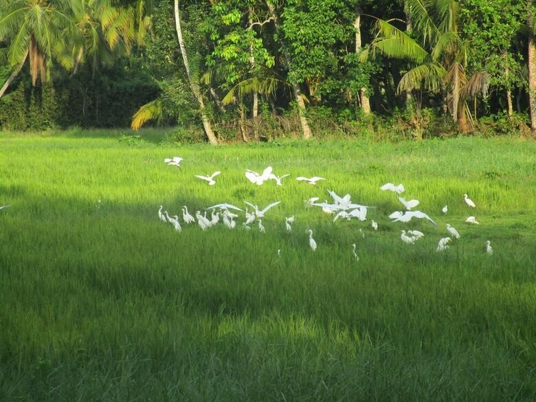 Hotel Green Herbal Ayurvedic Eco-lodge