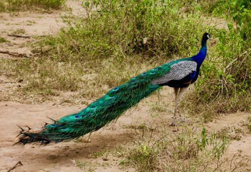 Octandra Eco Lodge