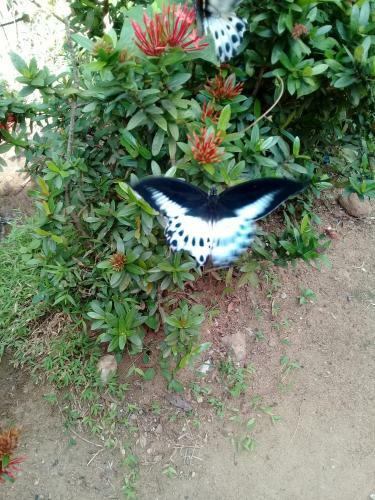 Octandra Eco Lodge