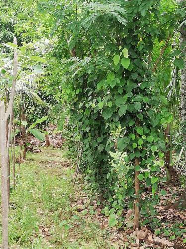 Octandra Eco Lodge