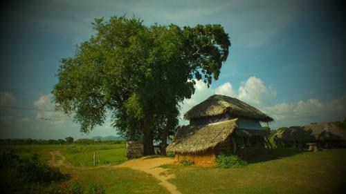 Jungle House