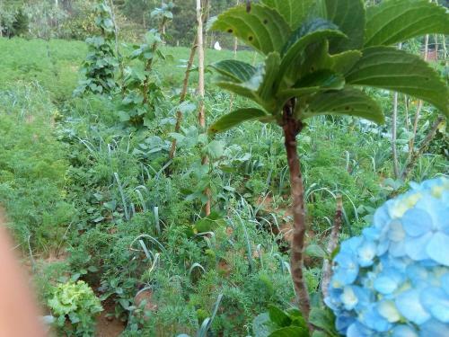 Hostal Vegetable Garden