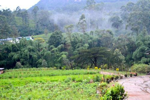 Hostal Vegetable Garden
