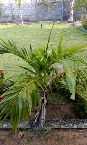Hostal Beach Guest House Addalaichenai