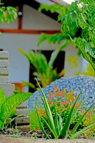 Ecoaloeveragarden