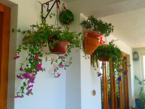 Apartamentos Monten