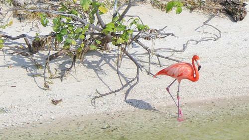 Bed & Breakfast Mayan Villas Hotel Chiquila-holbox