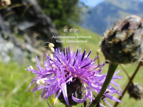 Apartmenthaus Achenruh