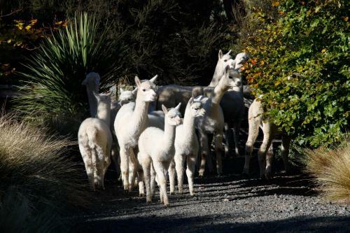 Alpaca Farmstay