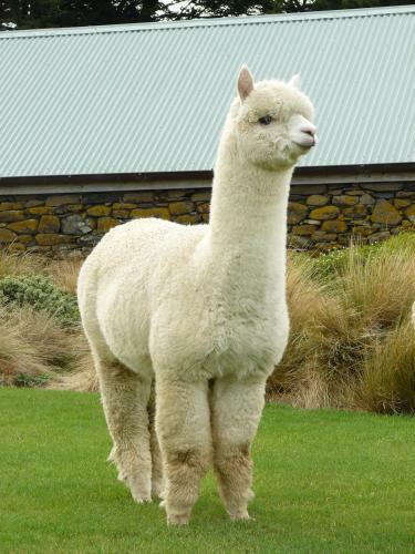 Alpaca Farmstay