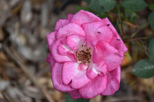 Bed & Breakfast Kerikeri Garden Homestead