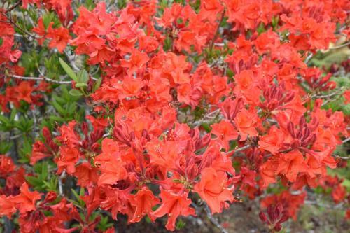 Bed & Breakfast Kerikeri Garden Homestead