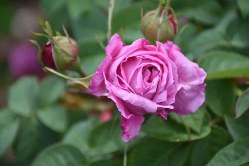 Bed & Breakfast Kerikeri Garden Homestead
