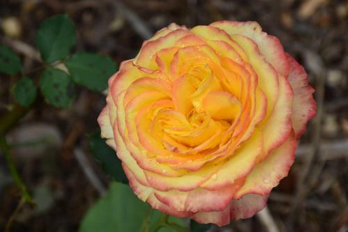 Bed & Breakfast Kerikeri Garden Homestead