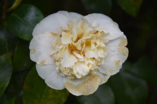 Bed & Breakfast Kerikeri Garden Homestead