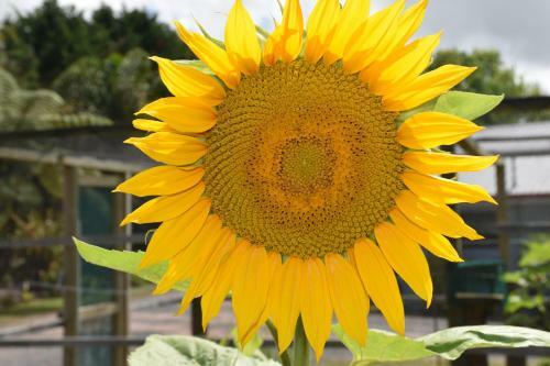 Bed & Breakfast Kerikeri Garden Homestead