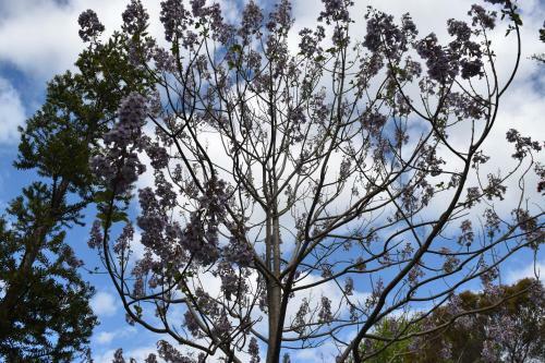 Bed & Breakfast Kerikeri Garden Homestead