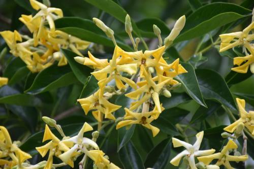 Bed & Breakfast Kerikeri Garden Homestead