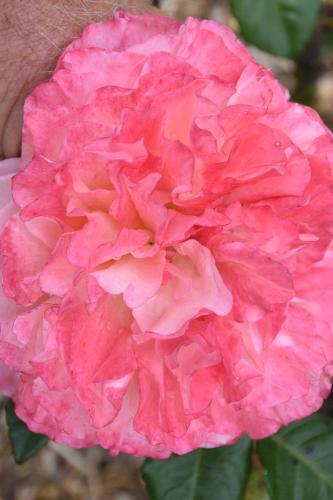 Bed & Breakfast Kerikeri Garden Homestead