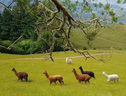 Aorangi Highland Country Retreat