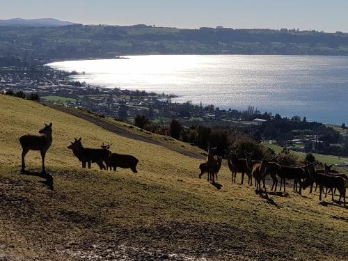 Aorangi Highland Country Retreat