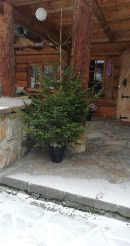 Bed & Breakfast Gliczarowski U Zb�ja