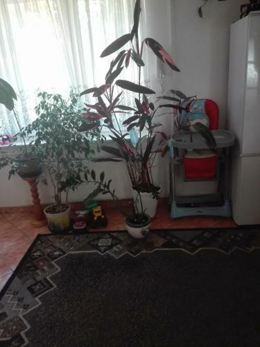 Hostel Madeira