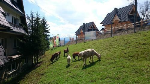 Hostal Willa Skorusyna