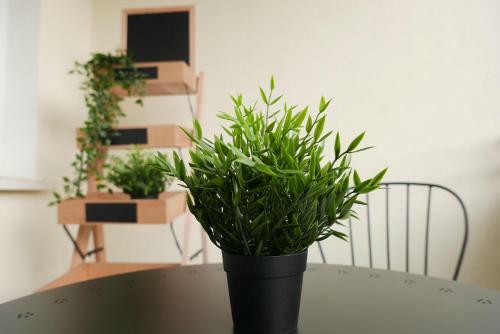 Apartament Jantarowa