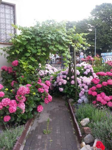 Szafran�wka