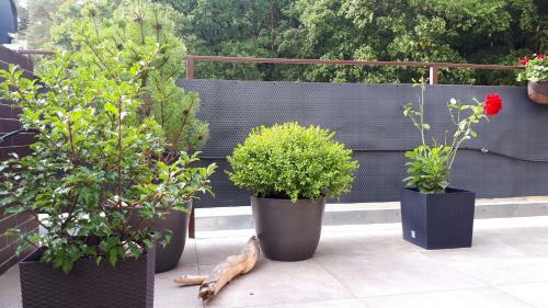 Apartamenty Starowka - Seaside