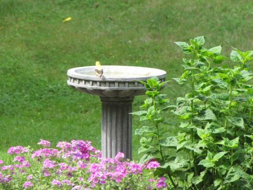 Bed & Breakfast Auberge Les Pignons Vert