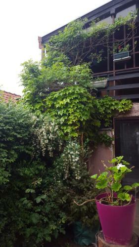 Apartments Stojanovic