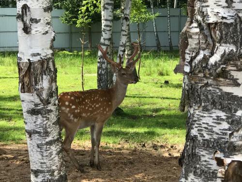 Agroturismo Fyodorovskoe Podvor"e