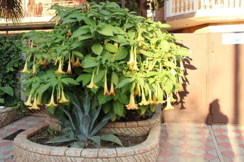 Hostal Guest House Palma