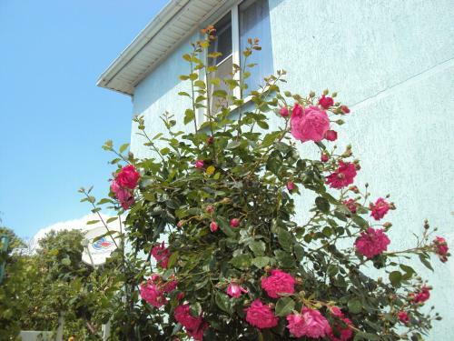 Hostal Guest House V Dolinie Roz