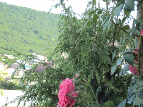 Hostal Guest House V Dolinie Roz