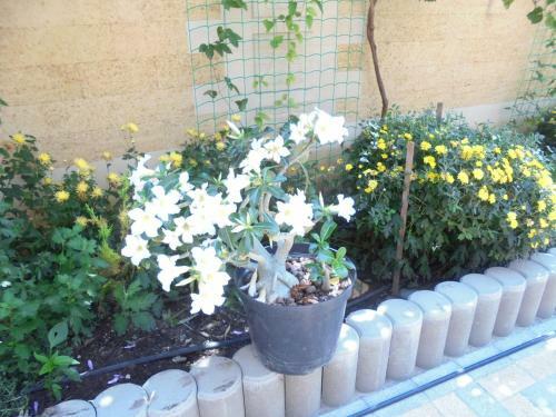 Hostal Guest House Sakhalin