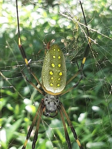 Hostal Garden Of Heliconias Lodge