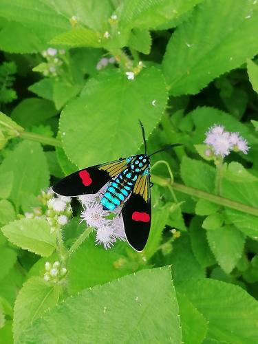 Hostal Garden Of Heliconias Lodge