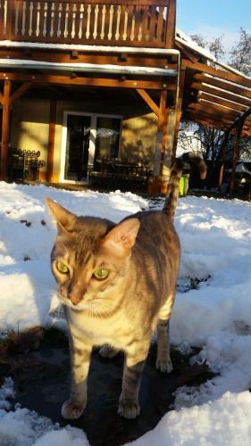 Jesenick� P?ehrada, U Vody