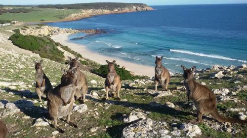 Villa Waves & Wildlife Cottages Kangaroo Island