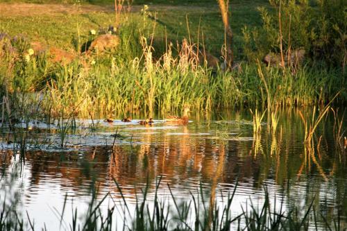 R�dk�rg�rd Bed&breakfast