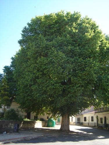 Apartamentos Serrano