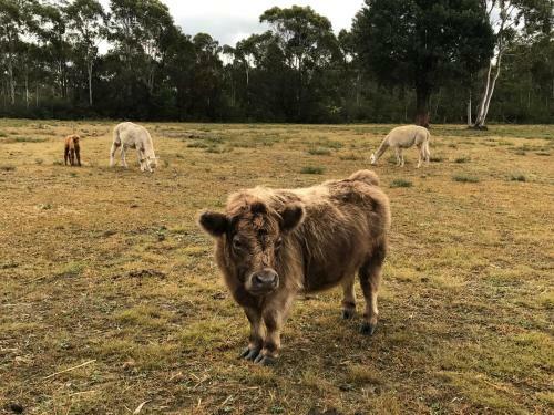 Agroturismo The Woods Farm Jervis Bay